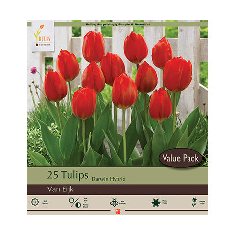 Tulip Van Eijk