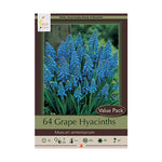 Grape Hyacinth