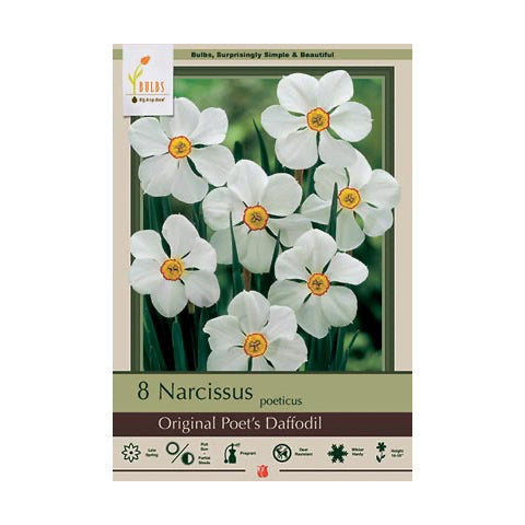 Narcissus Original Poet's Daffodil