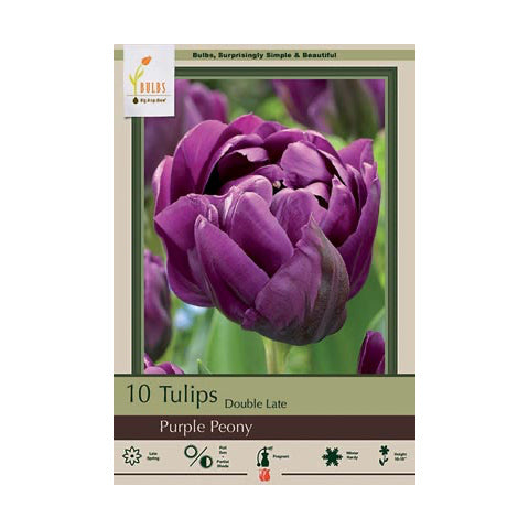 Tulip Purple Peony