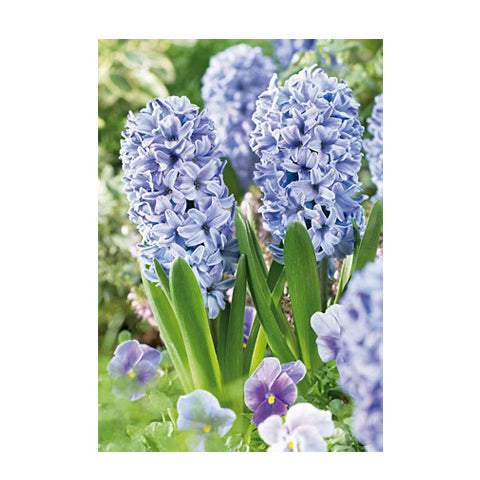 Hyacinth Delft Blue