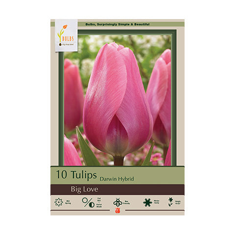 Tulip Big Love