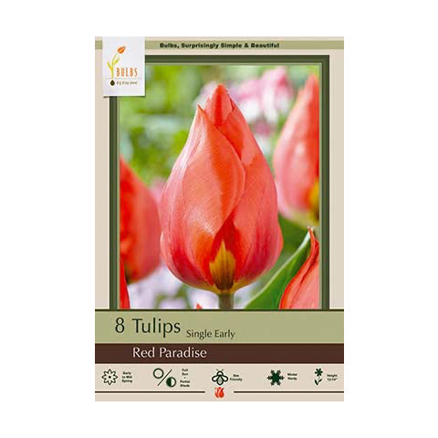 Tulip Red Paradise