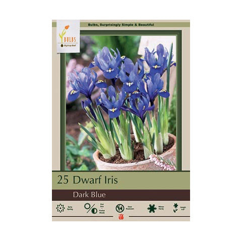 Dwarf Iris Dark Blue