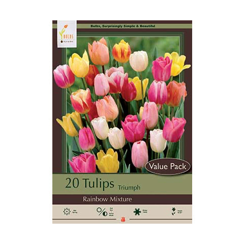Tulip Rainbow Mixture