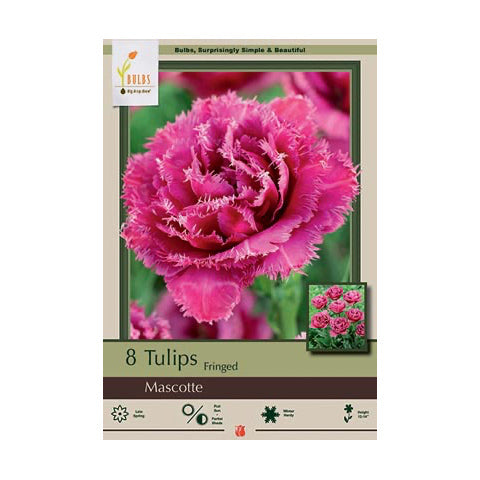 Tulip Mascotte