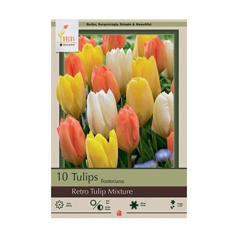 Tulip Retro Tulip Mixture
