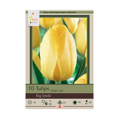 Tulip Big Smile