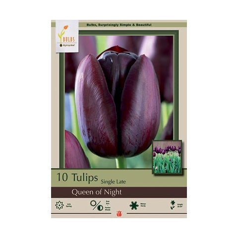 Tulip Queen of Night