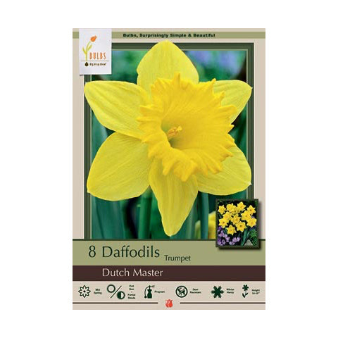 Daffodil Dutch Master