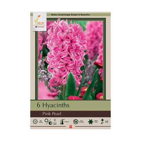 Hyacinth Pink Pearl