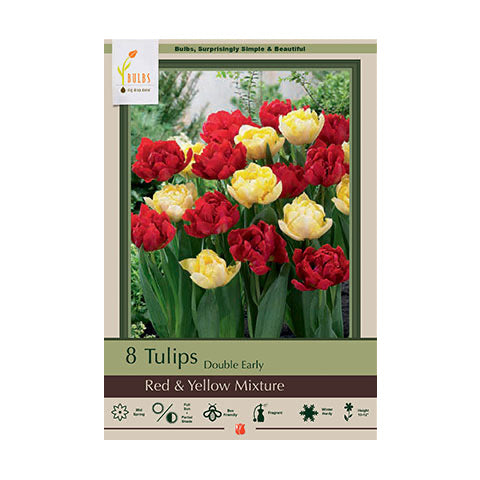 Tulip Red & Yellow Mixture