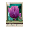Tulip Purple Prince