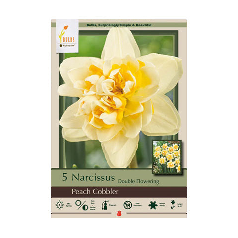 Narcissus Butterfly Mixture
