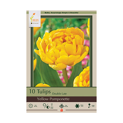 Tulip Yellow Pomponette