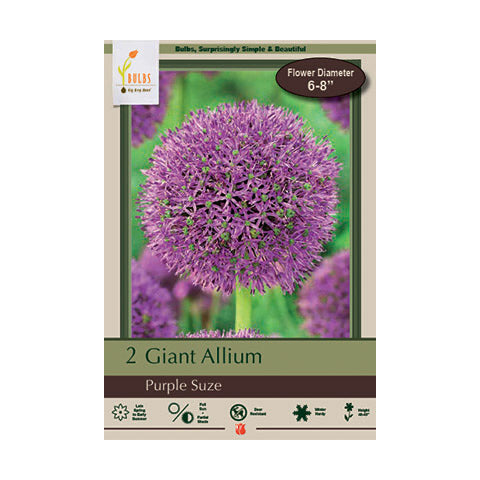 Allium Purple Suze