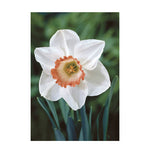 Narcissus Pink Charm