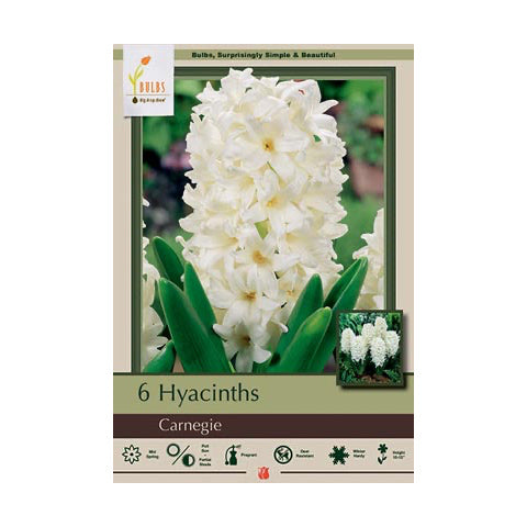 Hyacinth Carnegie