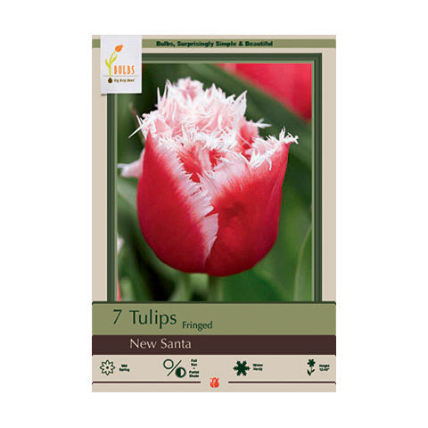 Tulip New Santa