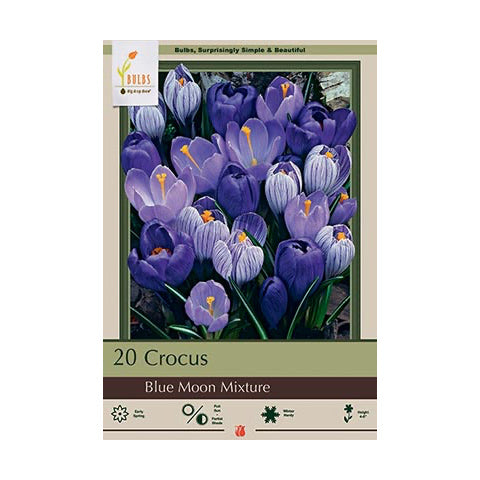 Crocus Blue Moon Mixture