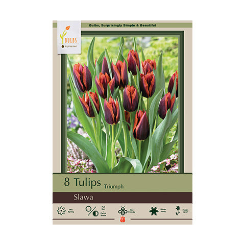 Tulip Slawa