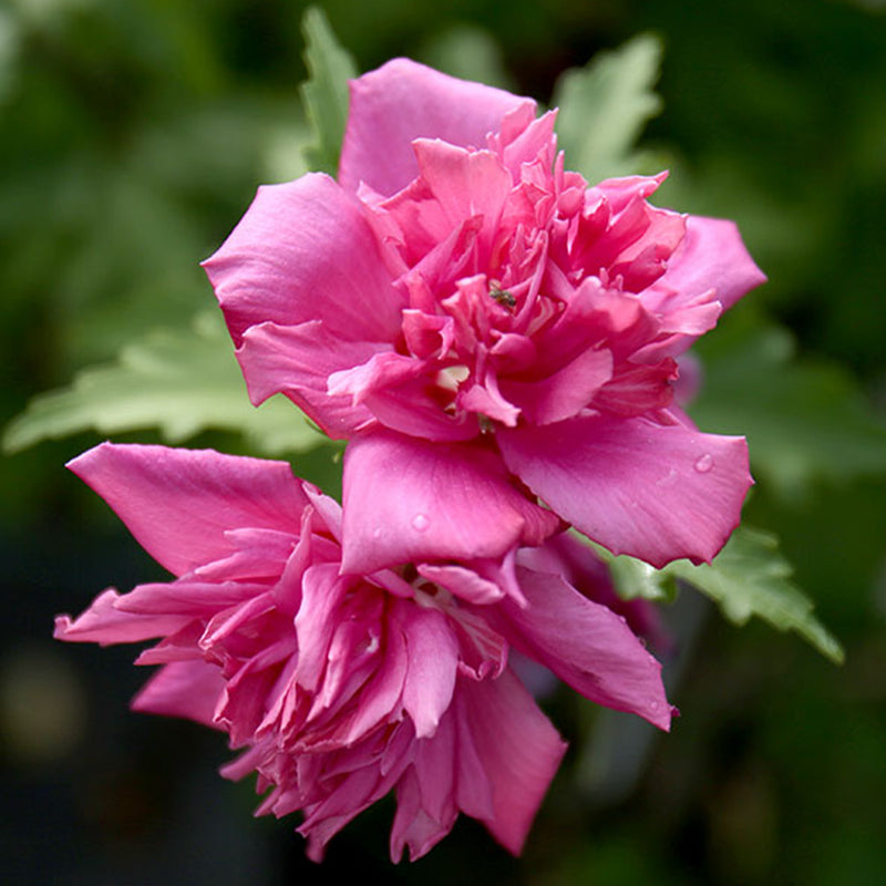 Double Red Rose of Sharon Shrub