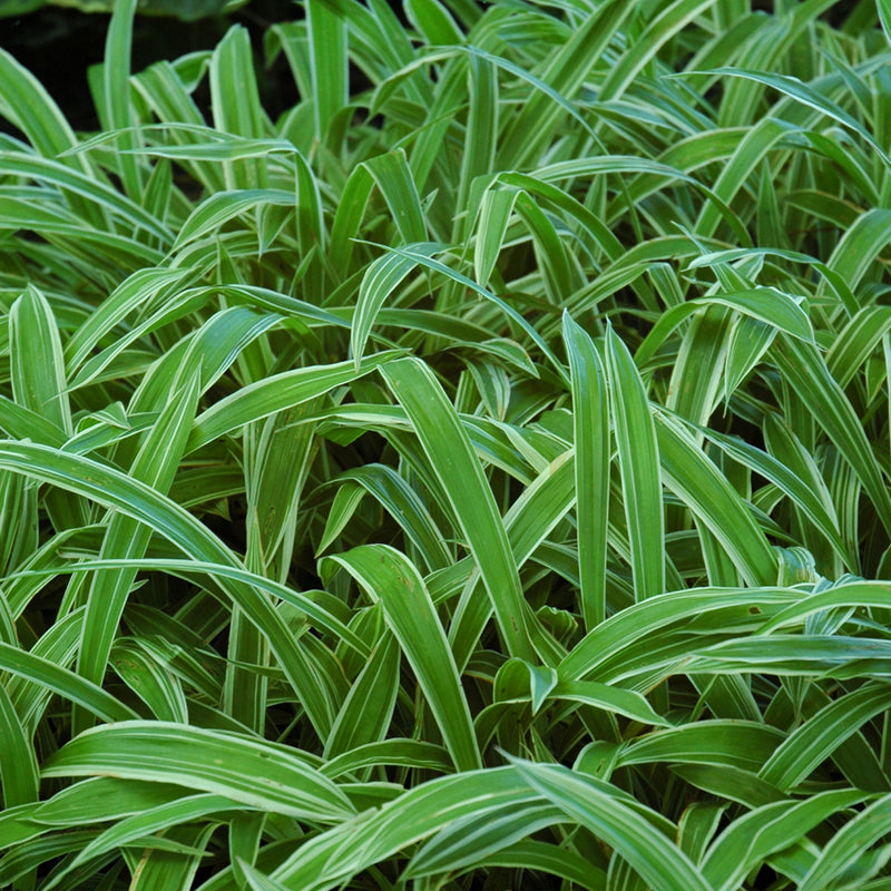 Everest Variegated Sedge