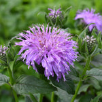Blue Moon Bee Balm