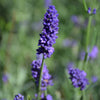 Sweet Romance Lavender