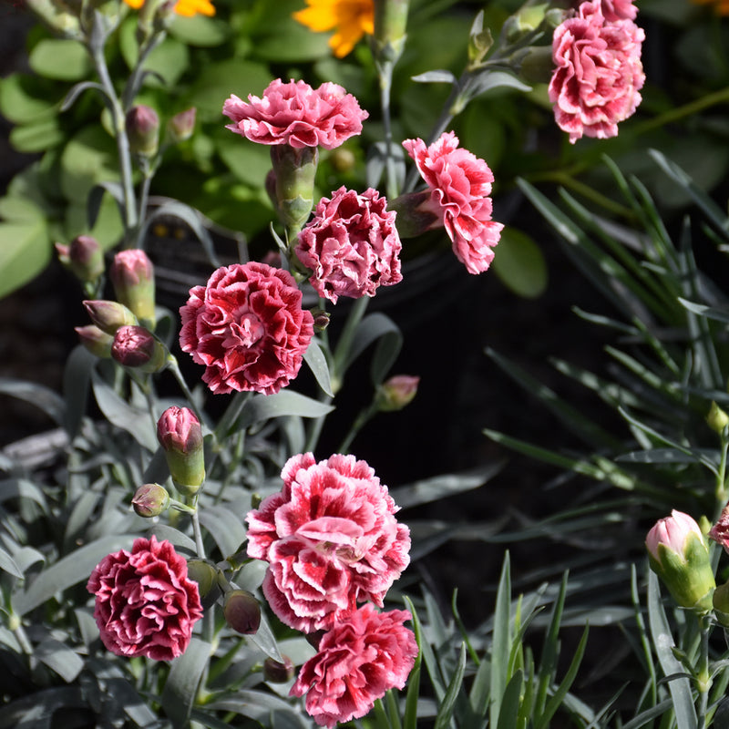 Scent First Sugar Plum Dianthus