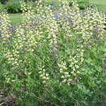 Pink Lemonade False Indigo
