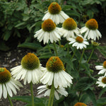 Sombrero Blanco Coneflower