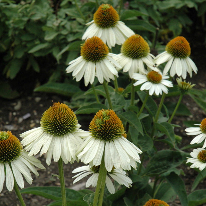 Sombrero Blanco Coneflower