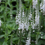 White Wands Veronica