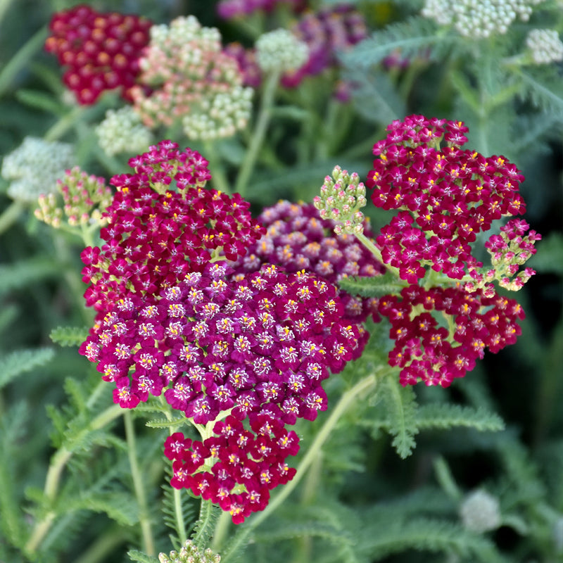 New Vintage Red Yarrow