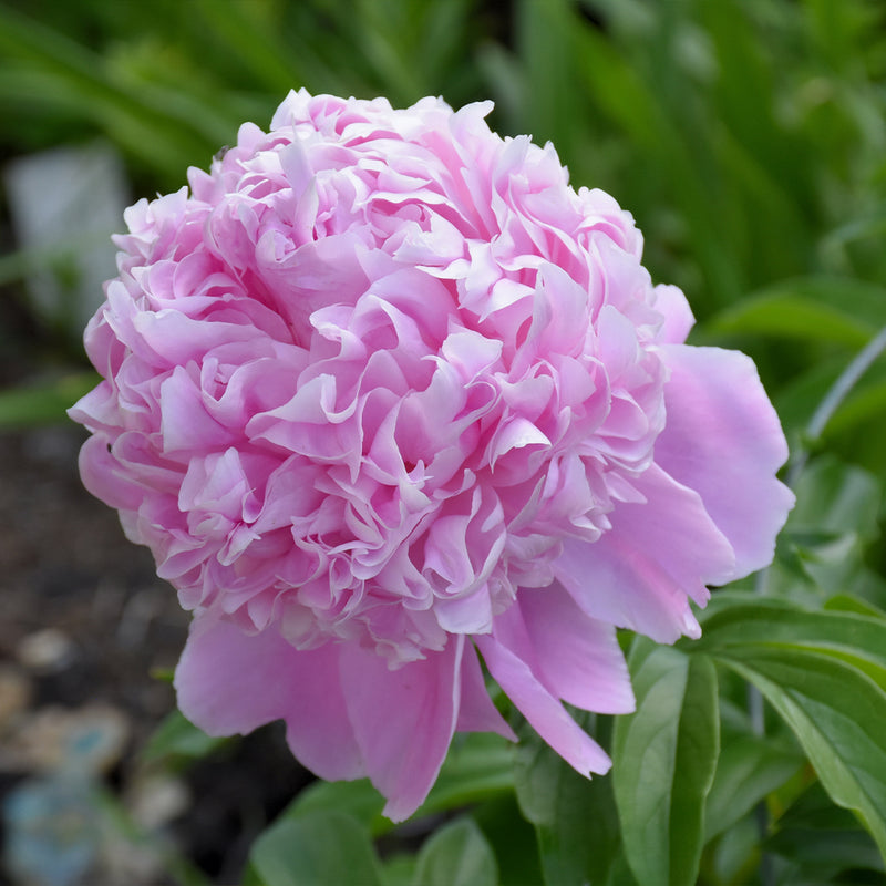 Sarah Bernhardt Peony