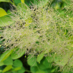 Winecraft Gold Smokebush