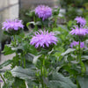 Blue Moon Bee Balm