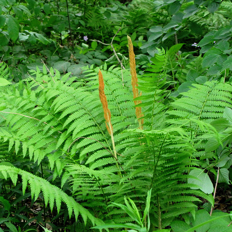 Cinnamon Fern