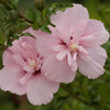 Pink Chiffon Rose of Sharon Tree