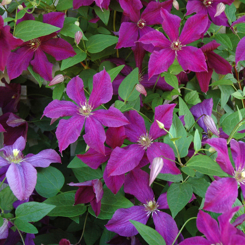 Polish Spirit Clematis