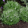 White Wands Veronica