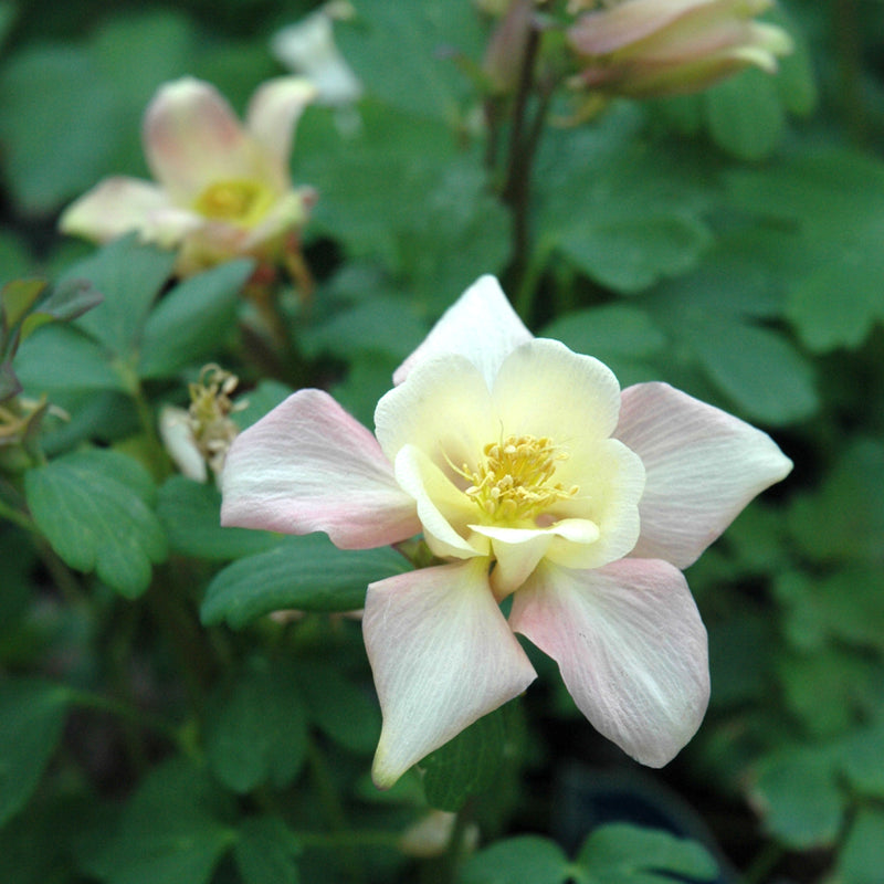 Swan Pink and Yellow Columbine