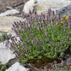 Lemon Thyme