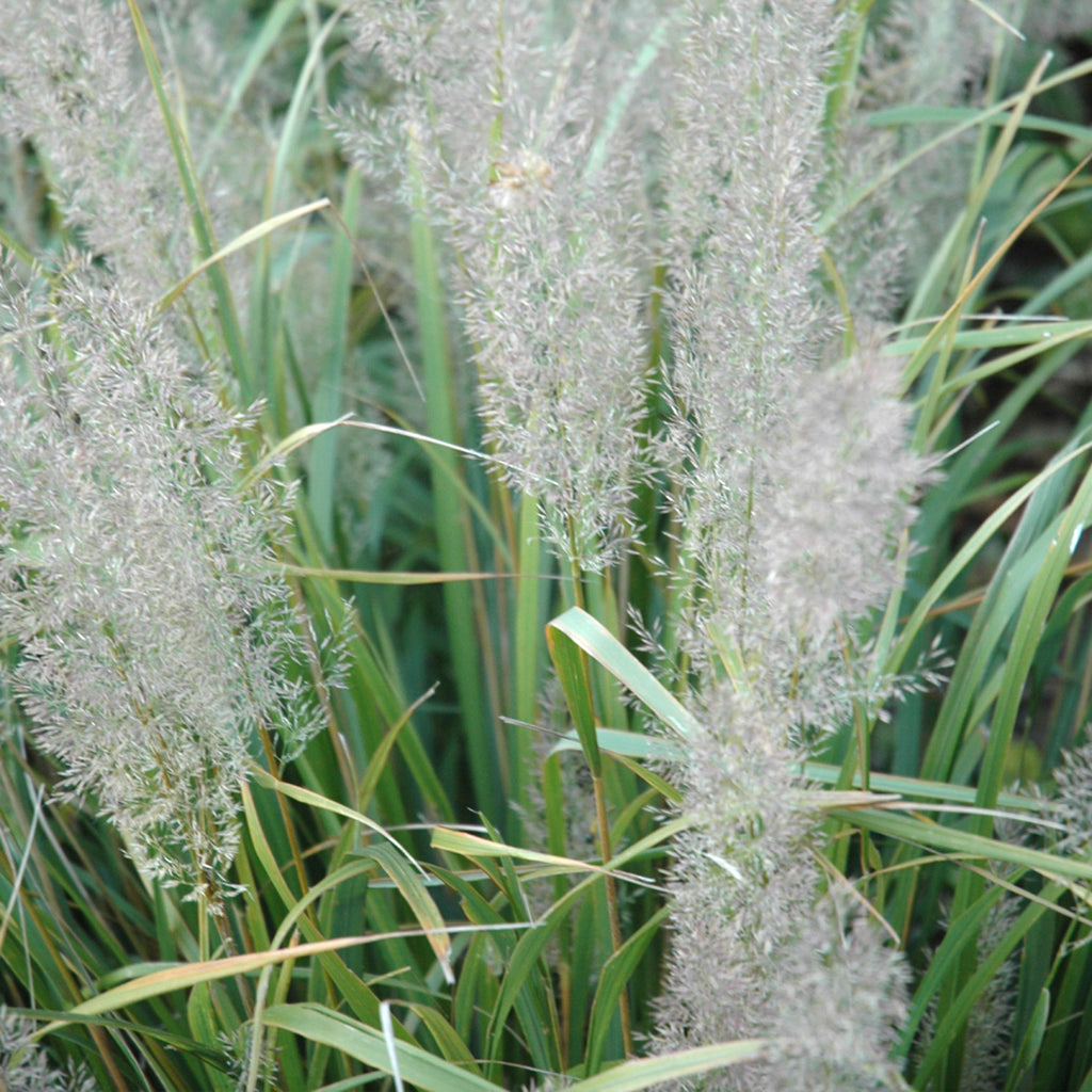 Korean Reed Grass