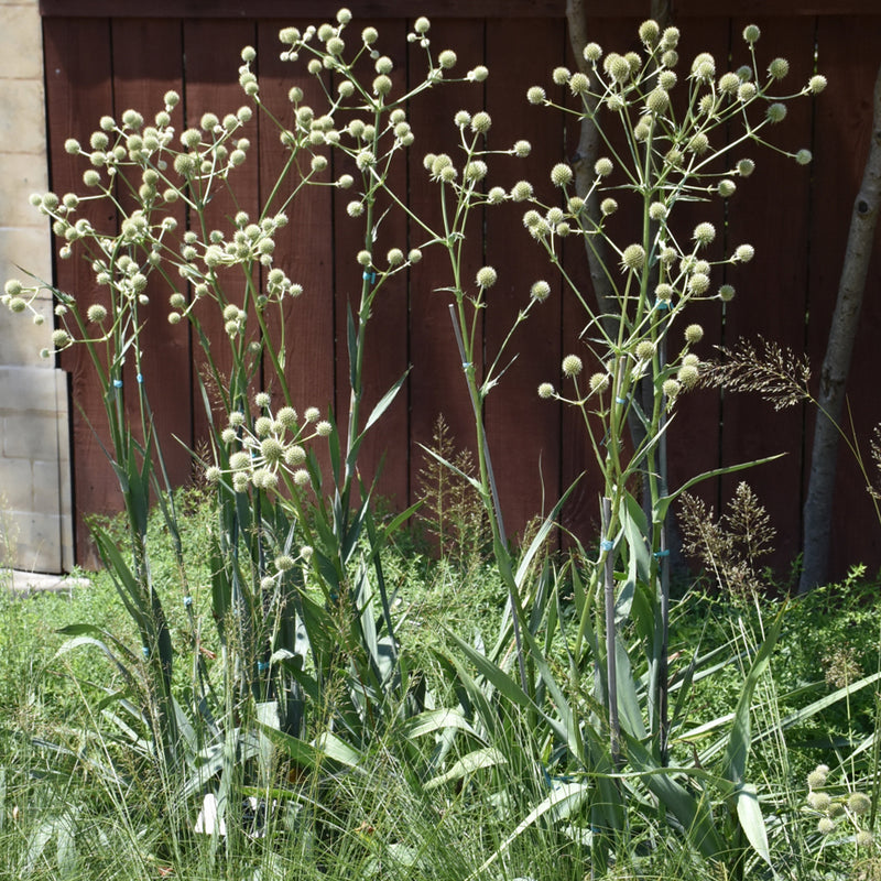 Rattlesnake Master