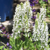 Snow Hill Salvia