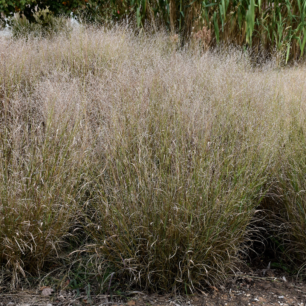 Shenandoah Reed Switch Grass