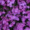 Spring Purple Creeping Phlox