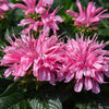 Electric Neon Pink Bee Balm